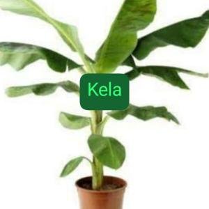 Kela plant