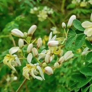 Moringa plant