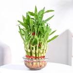 Lucky Bamboo
