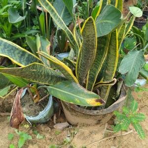 Snake plant