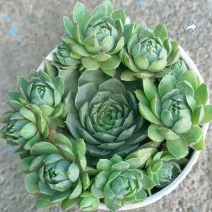 Laxmi succelent plant