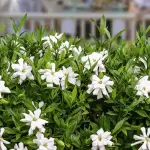 Gardenia Jasminoides