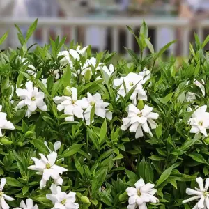 Gardenia Jasminoides