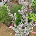 Crossostephium "(chinese wormwood)