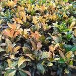 Codiaeum Variegatum (Croton)