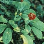 Ginseng