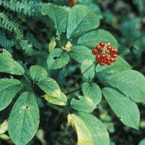 Ginseng