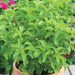 Platone Stevia Plant