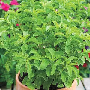 Platone Stevia Plant