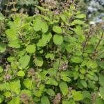 Tulsi