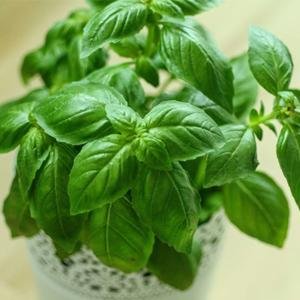 Vastu friendly plants