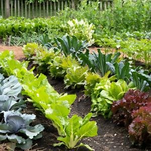 Vegetables Plants / Fruits