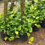 Golden Pothos (money plants)